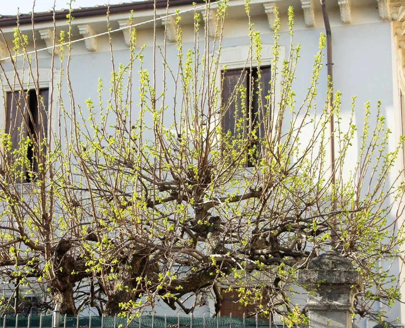 Verona Nest 意大利